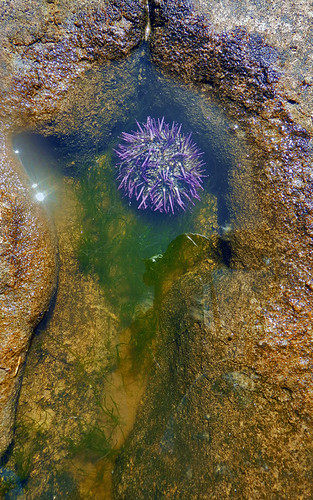 purple sea urchin at Botanical Beach