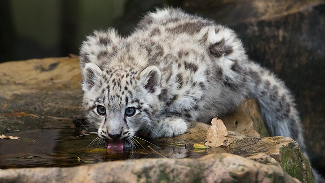 Snowleopard cub Schan drinks water