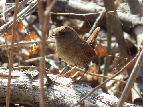 Winter Wren by Fyn Kynd,           winterwren troglodyteshiemalis