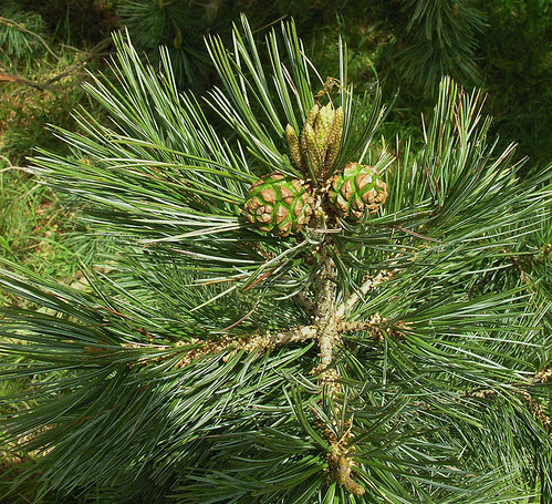 Pinus cembroides, the Pinyon Pine