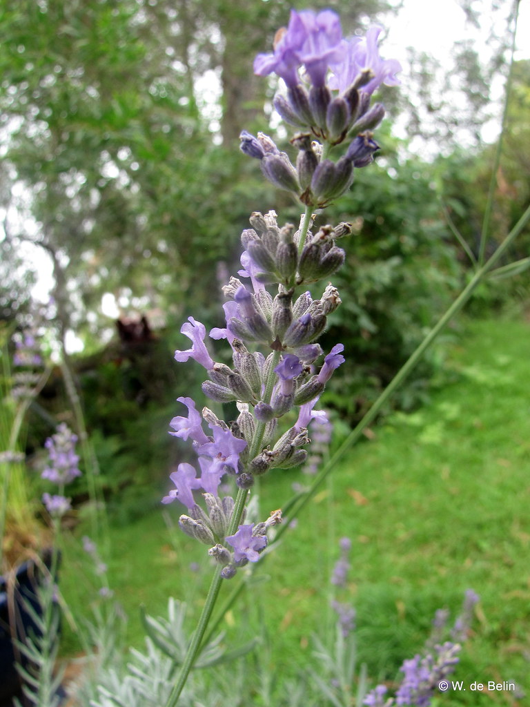 Img 3330 Lavandula Latifolia Spike Lavender Portugu Flickr