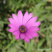 purple-flower-in-the-sun