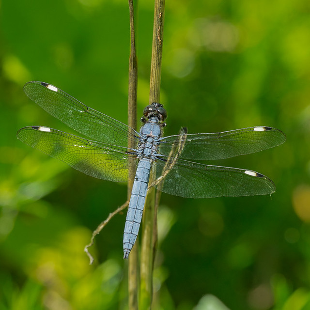Dragonfly-Spangled Skimmer male