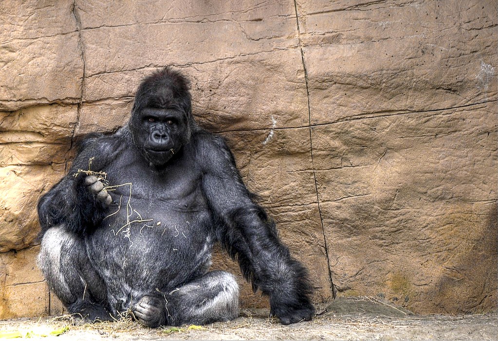 gorilla tour memphis