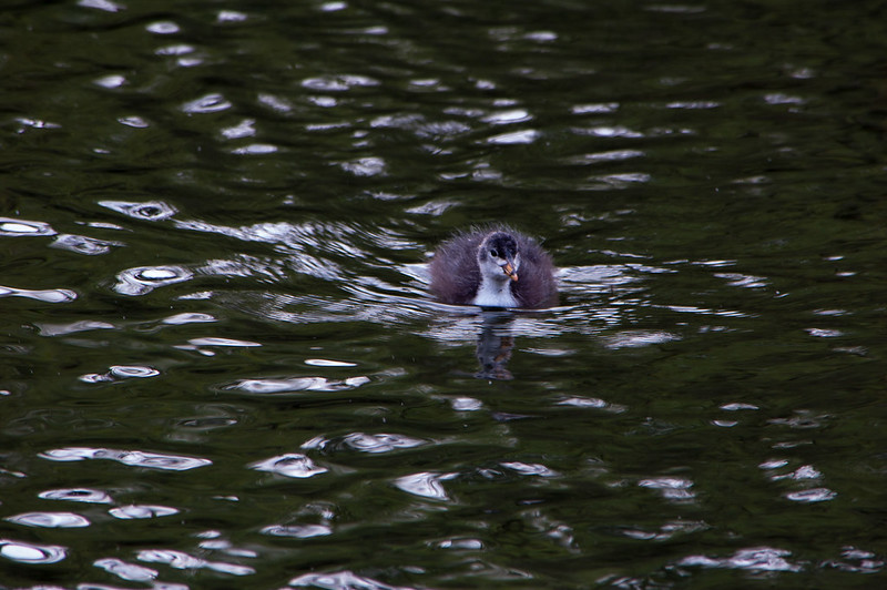 Coot chick, West Park