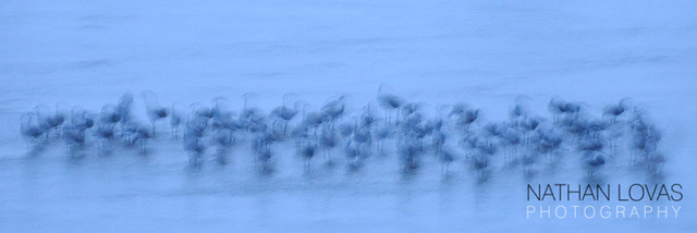 Sandhill cranes wading in twilgiht-035-Edit.jpg