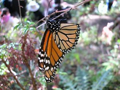 Angangueo - Mariposas Monarcas