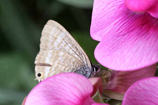 Long-tailed Blue  Lampides boeticus