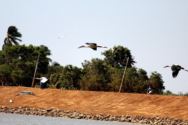 Painted Stork flying overBasawakkulama Tank, Anuradhapura