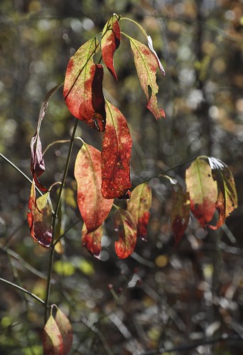 Fall Light | by Plummerhill