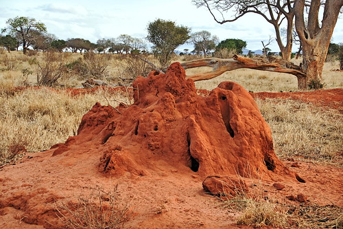 holiday building kenya east termites mound kenia ost termite tsavo reise termitemound hügel tsavoeast termiten termitenhügel kenyaholiday moundbuilding tsavoost moundbuildingtermites