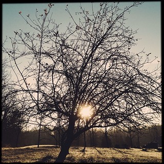 #sunrise through the naked #tree