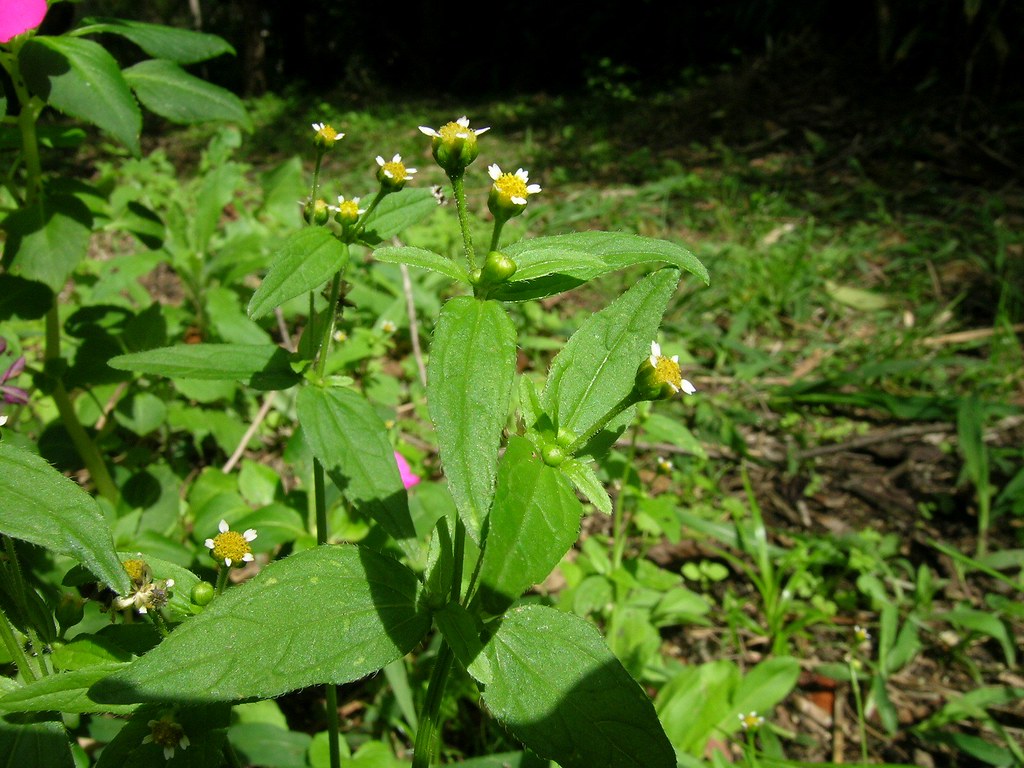 Галинсога мелкоцветная (Galinsoga parviflora)