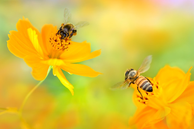 Busy Little Bees on Cosmoses - 忙碌的小蜜蜂在波斯菊上