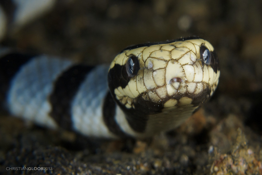 Blue-lipped Sea Krait "Banded Sea Snake" by Christian Gloor is licensed under CC BY 2.0 (Laticauda laticaudata)