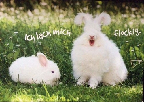 ☆ Wished For ☆ Rabbits | by Fjara.