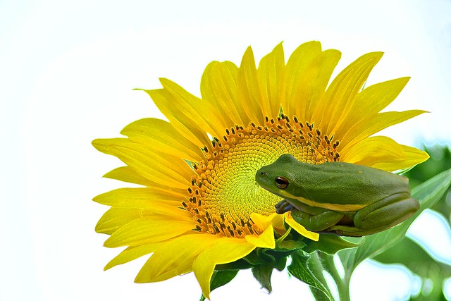 Frog on sunflower