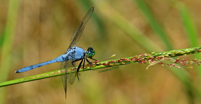 Dragon fly with sedge grass seeds