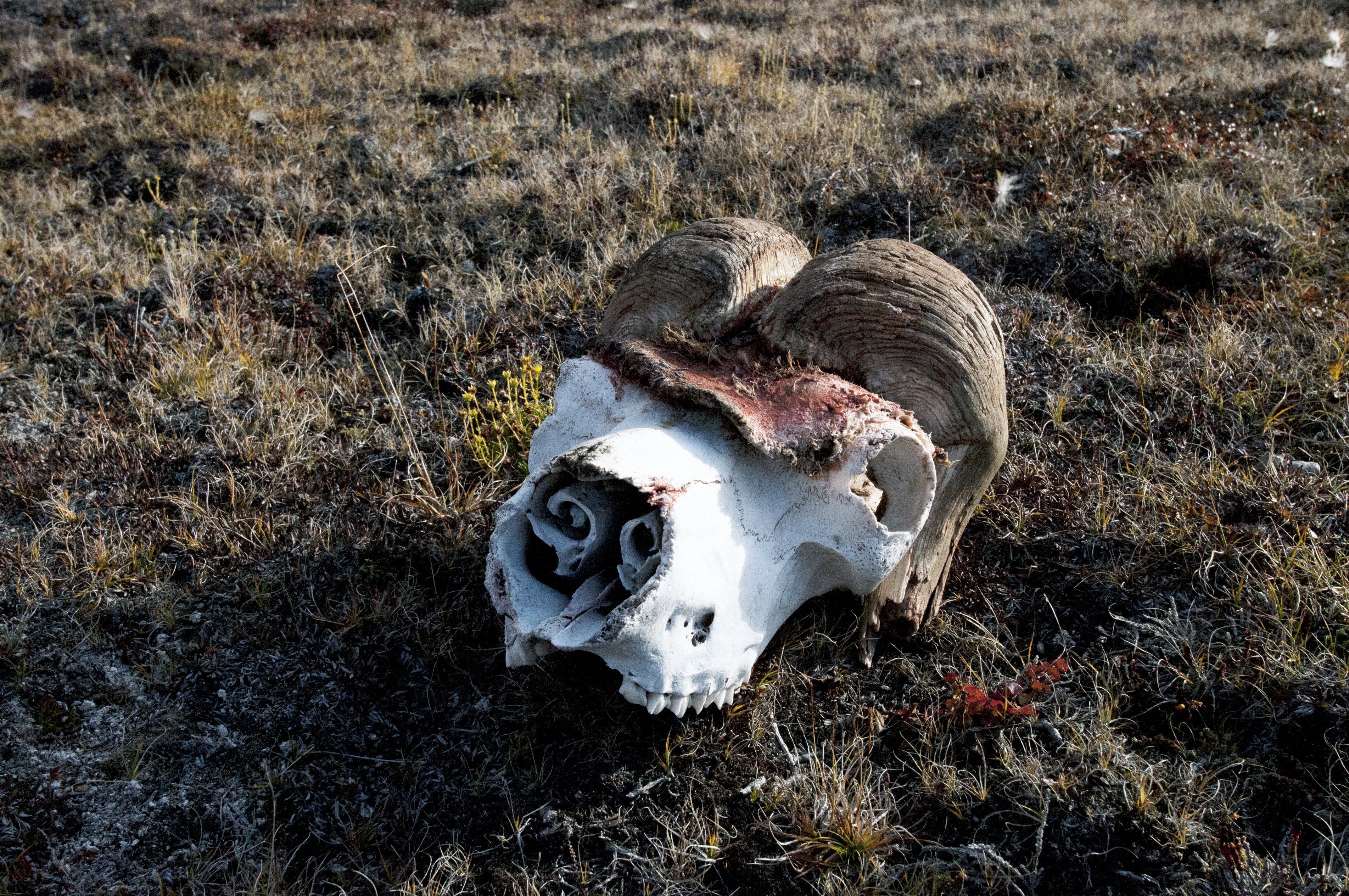 Muskox skull, Ella Ø, Kong Oskar Fjord, Northeast Greenland National Park |  GRID-Arendal
