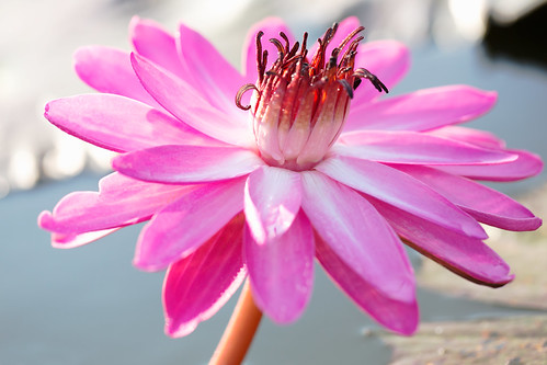 alternate awe beauty bed bloom blossom blue botanical bright brightly claude color colored copy decoration drops flora flower formal garden green healthcare horizontal lake lily lit lotus macro magenta medicine monet nature nobody ornamental outdoors petal pink plant pond reflection scene single space surface tranquil water tambonkhlonghok changwatpathumthani thailand th