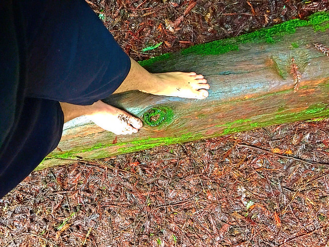 Redwood loop #barefoot