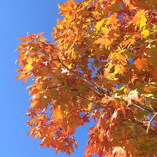 More great fall colors @WSUPullman #WSU GoCougs