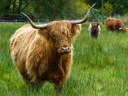 Scotland