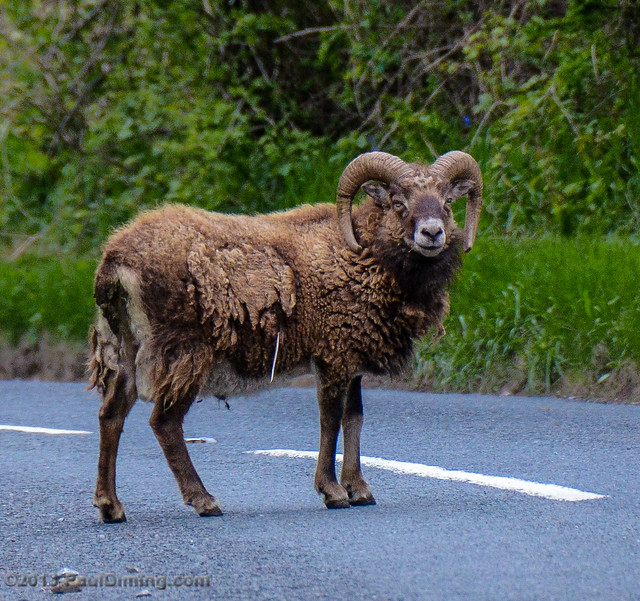 Soay Sheep II in Cheddar Gorge - Somerset, England, UK