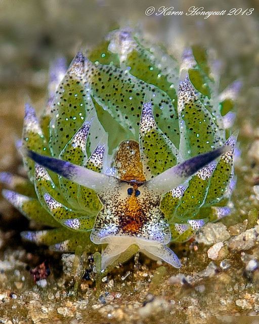 Costasiella kuroshimae (Sapsucking Slug) -  Dumaguete, Philippines