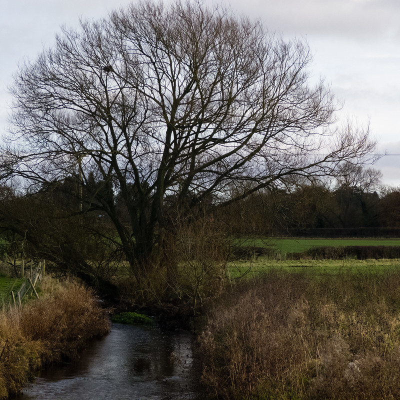 Winter willow by the Smestow