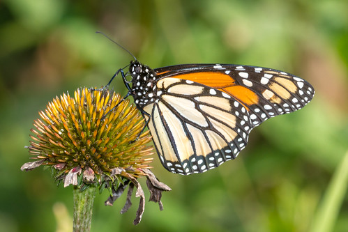 us pennsylvania butterflies content insects places monarch folder takenby chestercounty 2013 springtonmanor peterscamera petersphotos canon7d 20130908springtonbugs