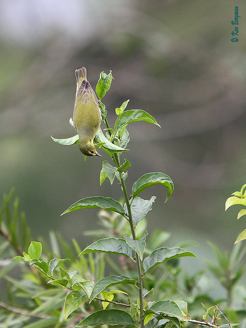 small songbird