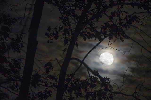 Finding The Moon Through Trees