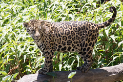 Jaguar #6