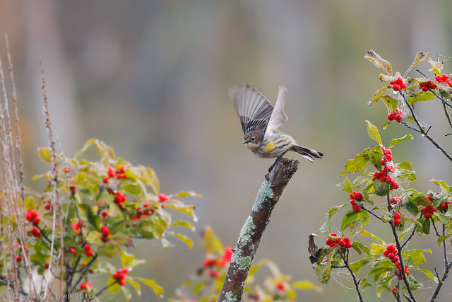 Taking Flight