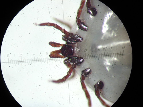 клещ tick arthropoda arachnida acari ixodida ixodidae ixodes членистоногие паукообразные клещи паразитиформныеклещи иксодовыеклещи ixodinae огмэп2 мбс9 мбс ogmep2 mbs9 mbs микроскоп microscope стереомикроскоп stereomicroscope