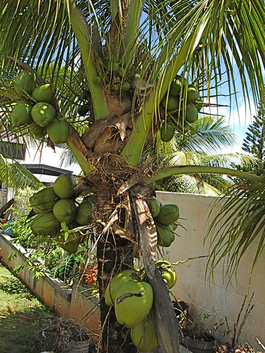 Cocos nucifera | Lauren Gutierrez | Flickr