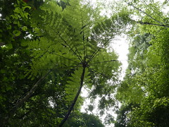 20161111_5889 Borneo Tree Fern Cyathea borneensis