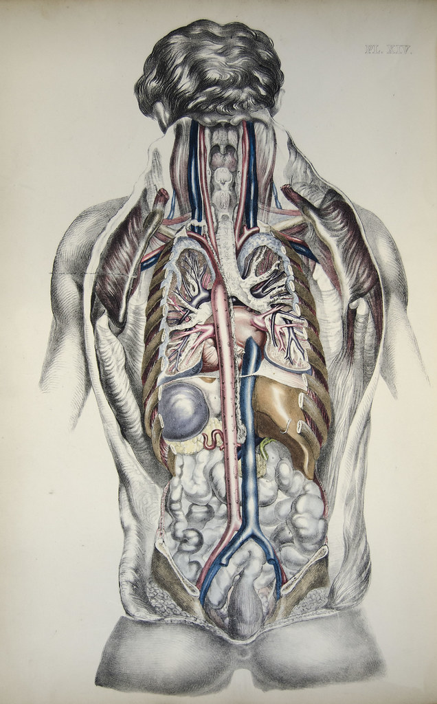 Anatomy Of Internal Organs Female : Internal Female Organs Image