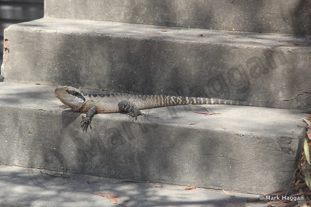 A lizard in Manly, New South Wales, Australia