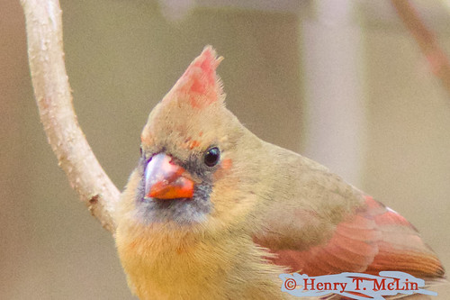 pennsylvania hanover birdviewingstation cardinalfemaleportrait