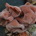 fungus auricularia