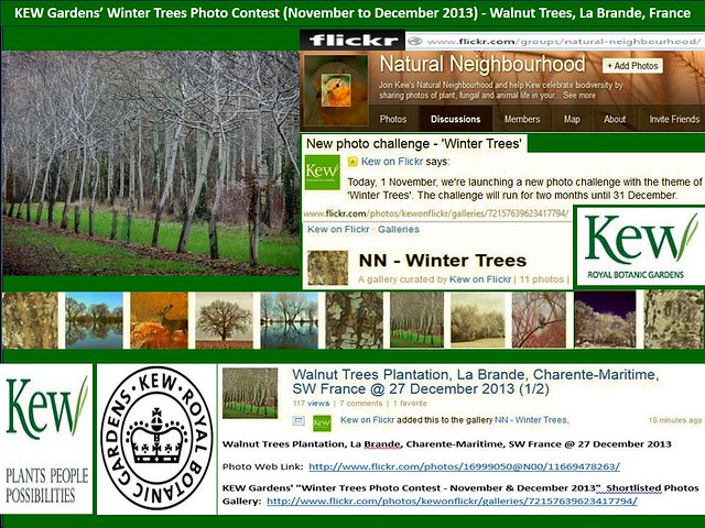 KEW Gardens’ Winter Trees Photo Contest 2013 Winner - Walnut Trees, La Brande, France