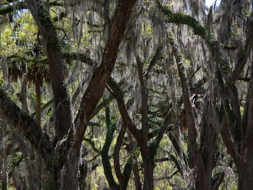100327138 by C. Houder, Live oaks festooned with Spanish moss