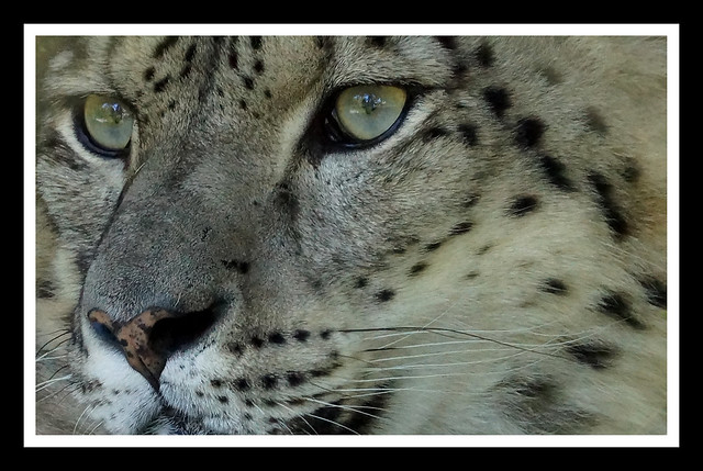 Snow Leopard (Panthera uncial)