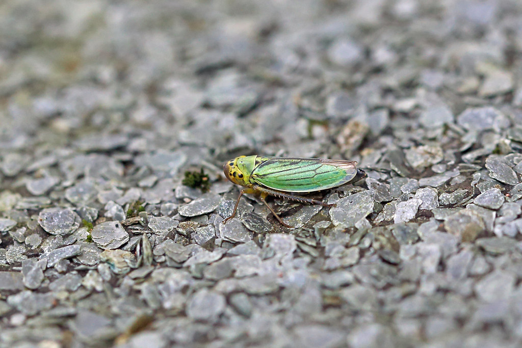Cicadella viridis, St Bees, Cumbria, England