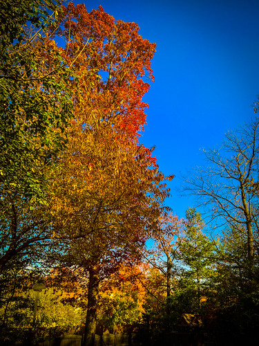 trees foliage landscape fall color nature elkridge maryland unitedstates us autumn