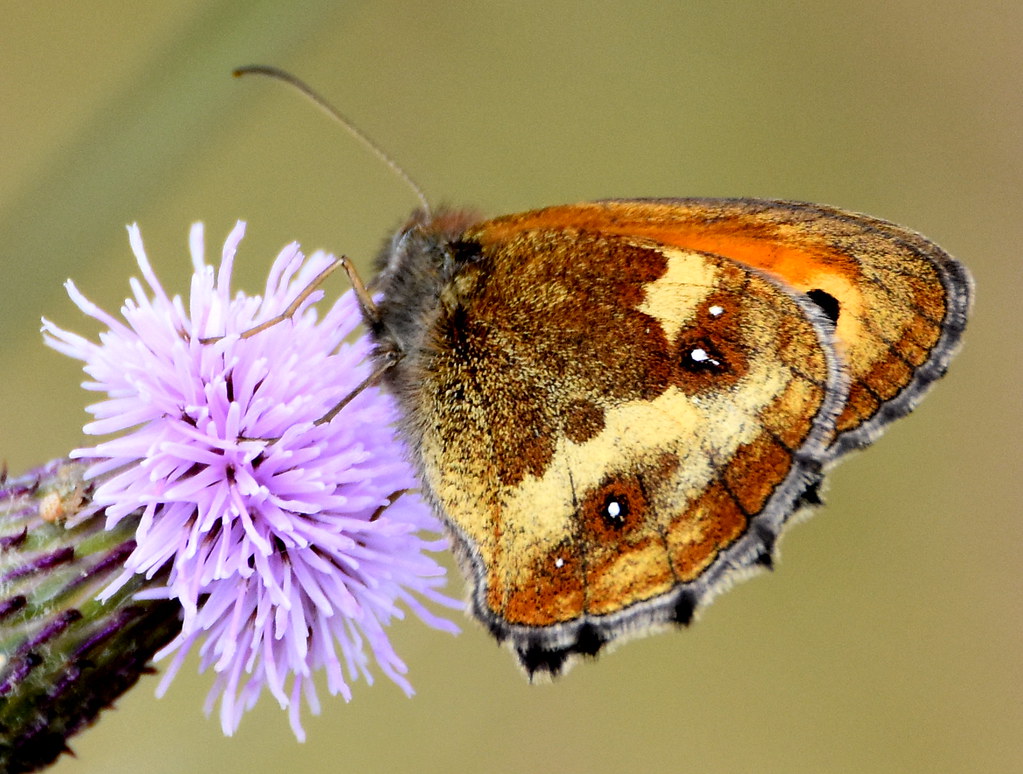 Butterfly and thistle flower.