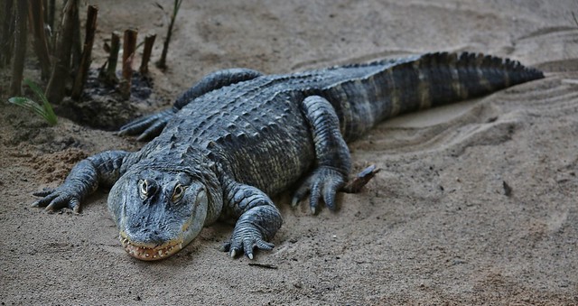 Mississippi-Alligator (Alligator mississippiensis)