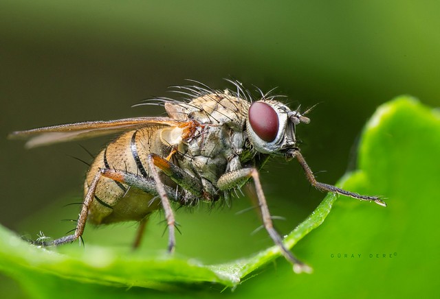 Kaplan Sineği - Tiger Fly - Coenosia
